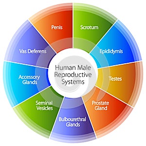 Human Male Reproductive Systems Chart