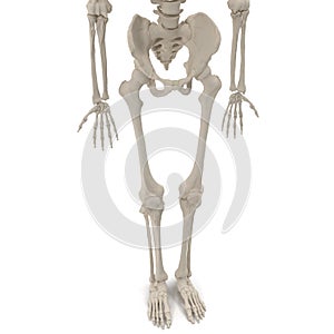 Human Male Skeleton standing pose on white. 3D illustration