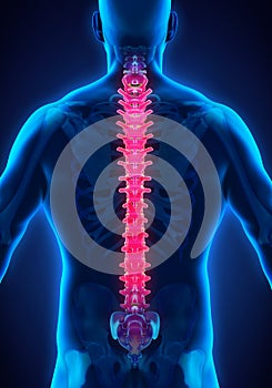 Human Male Spine Anatomy