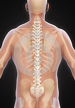 Human Male Spine Anatomy