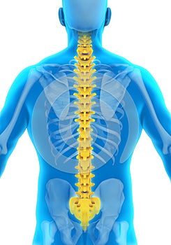 Human Male Spine Anatomy