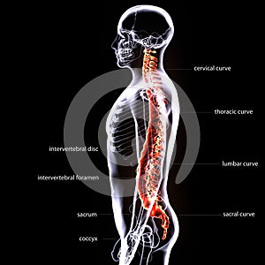 Human Male Spine Anatomy Illustration. 3D Render