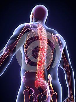 Human Male Spine Anatomy