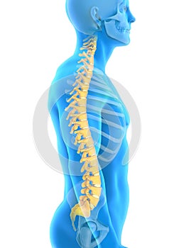 Human Male Spine Anatomy