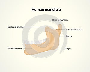 Human mandible photo