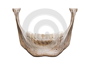 Human mandible or jaw bone with teeth anterior or front view anatomically accurate isolated on white background 3D rendering