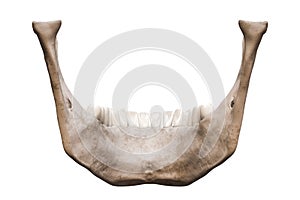 Human mandible or jaw bone with teeth posterior or back view anatomically accurate isolated on white background 3D rendering