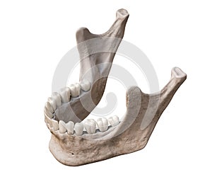 Human mandible or jaw bone with teeth in three-quarter superior profile view anatomically accurate isolated on white background 3D