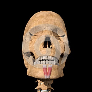 Human mentalis muscles on skeleton