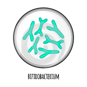 The human microbiome of bifidobacterium in a petri dish. Vector image. Bifidobacteria, lactobacilli. Lactic acid