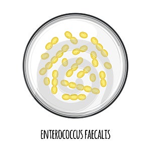 The human microbiome of enterococcus faecalis in a petri dish. Vector image. Bifidobacteria, lactobacilli. Lactic acid photo