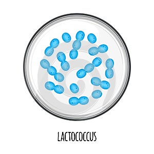 The human microbiome of lactococcus in a petri dish. Vector image. Bifidobacteria, lactobacilli. Lactic acid bacteria