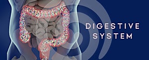 Human microbiome large intestine filled with bacteria. Title: `Digestive System`