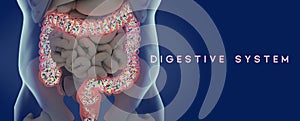 Human microbiome large intestine filled with bacteria. Title: `Digestive System`