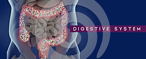 Human microbiome large intestine filled with bacteria. Title: `Digestive System`