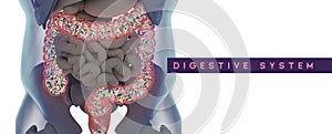 Human microbiome large intestine filled with bacteria. Title: `Digestive System`