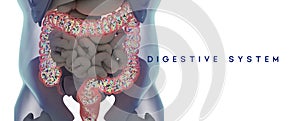 Human microbiome large intestine filled with bacteria. Title: `Digestive System`