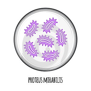 The human microbiome of proteus mirabilis in a petri dish. Vector image. Bifidobacteria, lactobacilli. Lactic acid