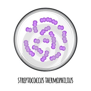 The human microbiome of streptococcus thermophilius in a petri dish. Vector image. Bifidobacteria, lactobacilli. Lactic