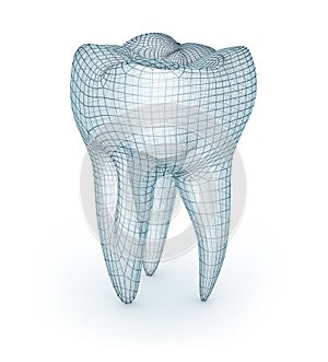 Human molar Tooth, wire model