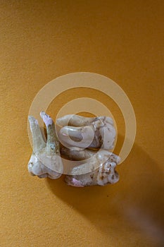 Human molars with tooth roots