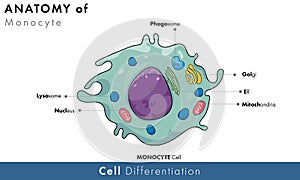 Human monocyte immune cell.