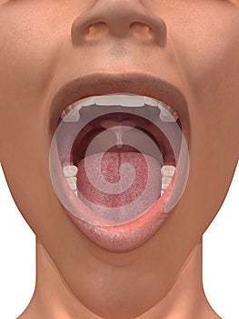 Human mouth