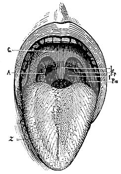 Human mouth. Illustration of the 19th century.