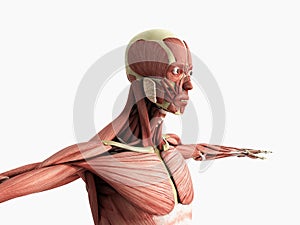 Human Muscle Anatomy 3d render on white