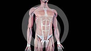 The human muscle system
