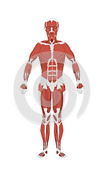 Human muscles anatomy.