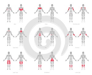 Human muscles anatomy model vector