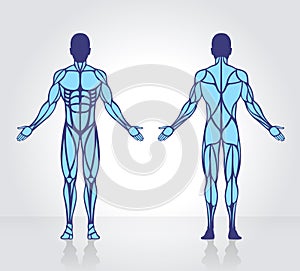 Human muscles anatomy model vector