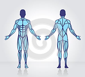 Human muscles anatomy model vector