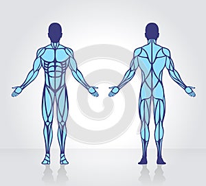 Human muscles anatomy model vector photo