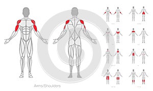 Human muscles anatomy model vector photo