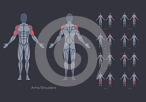 Human muscles anatomy model vector design template photo