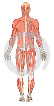 Human muscles anterior