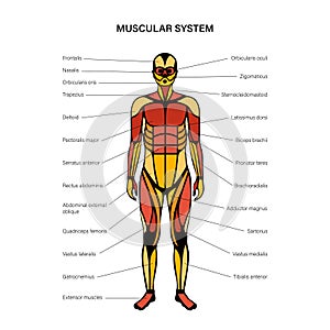 Human muscular system