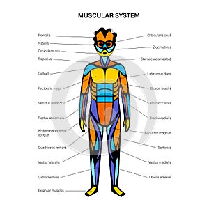 Human muscular system