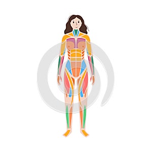 Human muscular system