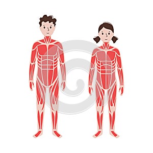 Human muscular system