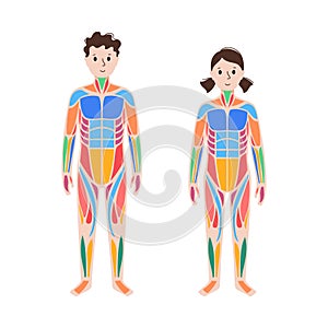 Human muscular system