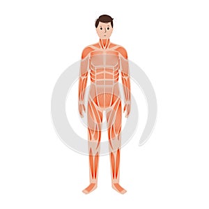 Human muscular system