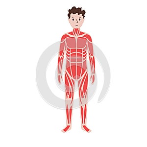 Human muscular system