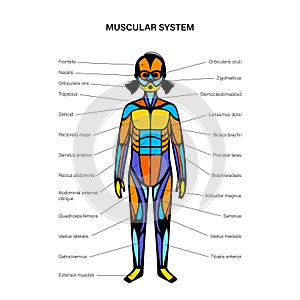 Human muscular system