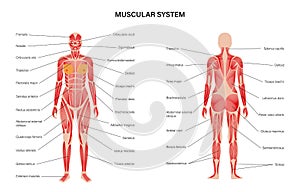 Human muscular system