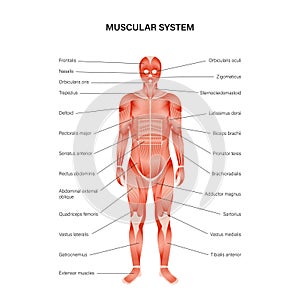 Human muscular system