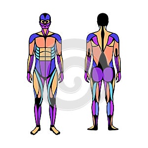 Human muscular system