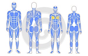 Human muscular system